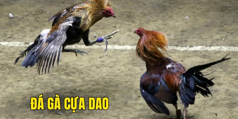 Đá gà cựa dao một sân chơi đầy sự căng thẳng và náo nhiệt tại 23WIN