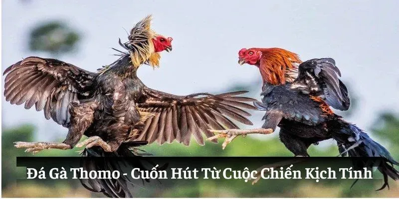 Thế mạnh vượt trội của đá gà thomo 23WIN