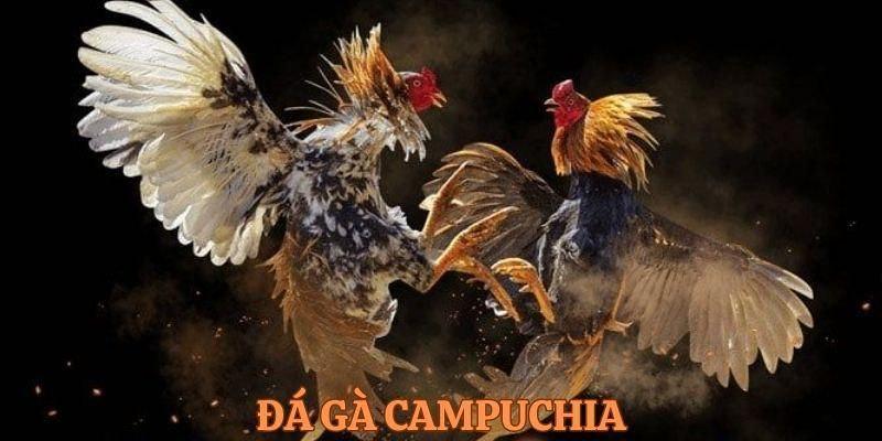 Giới thiệu đá gà trực tiếp Campuchia